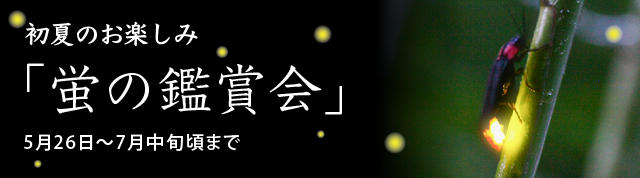 初夏のお楽しみ「蛍の鑑賞会」