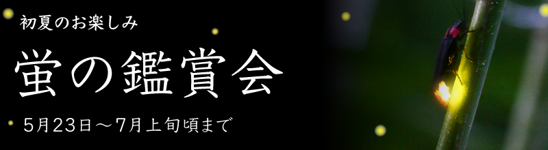 【５月２３日～７月上旬まで】 毎日「蛍」がご覧いただけます。ささやかではございますが、是非ご覧くださいませ。
